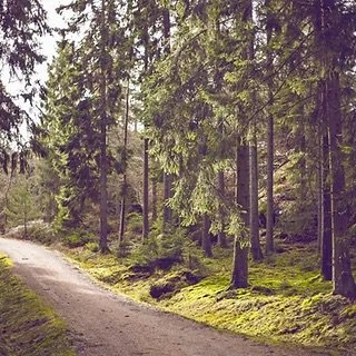 Walking trail, green forest
